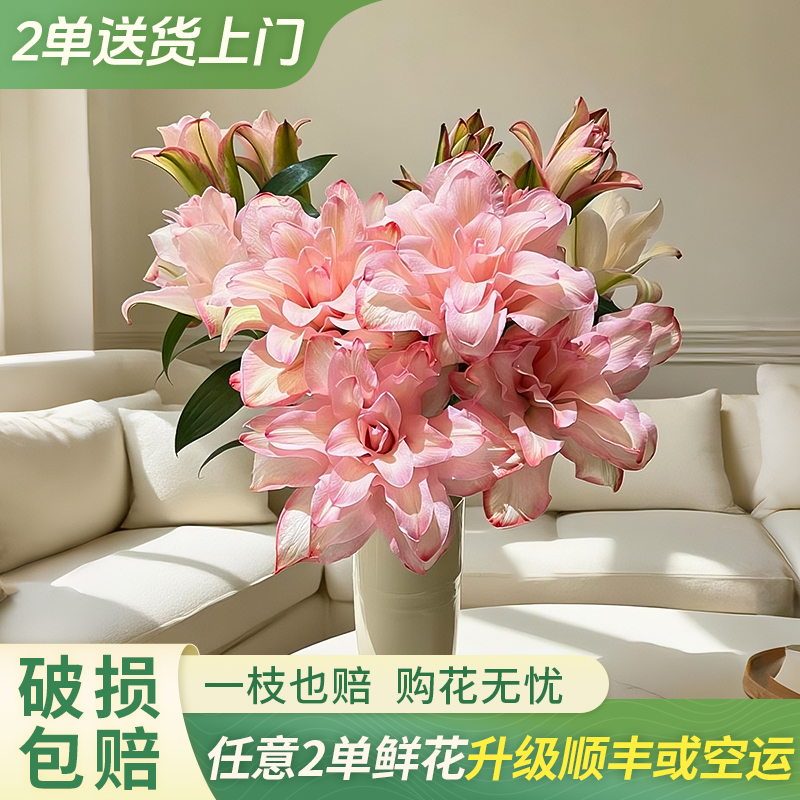【源头优选】鲑鱼公主-吸色-重瓣百合 鲜花包邮发货后不支持退款