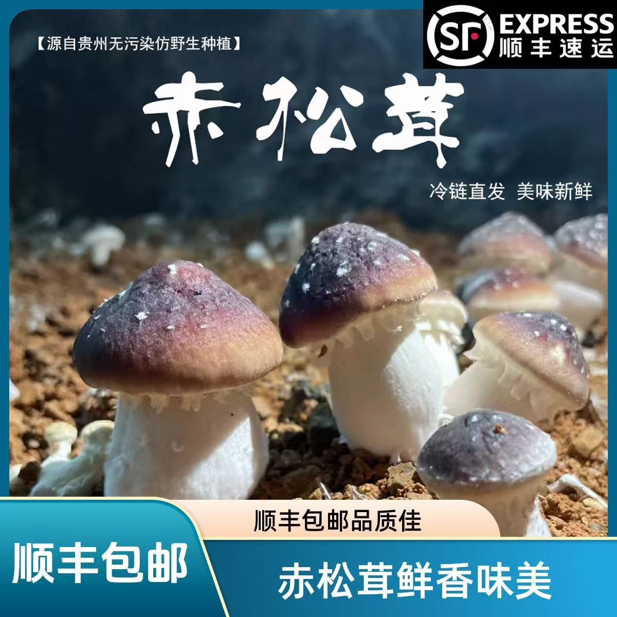 【顺丰速运】林下生长四川赤松茸新鲜美味现摘姬松茸高端孕妈蔬菜