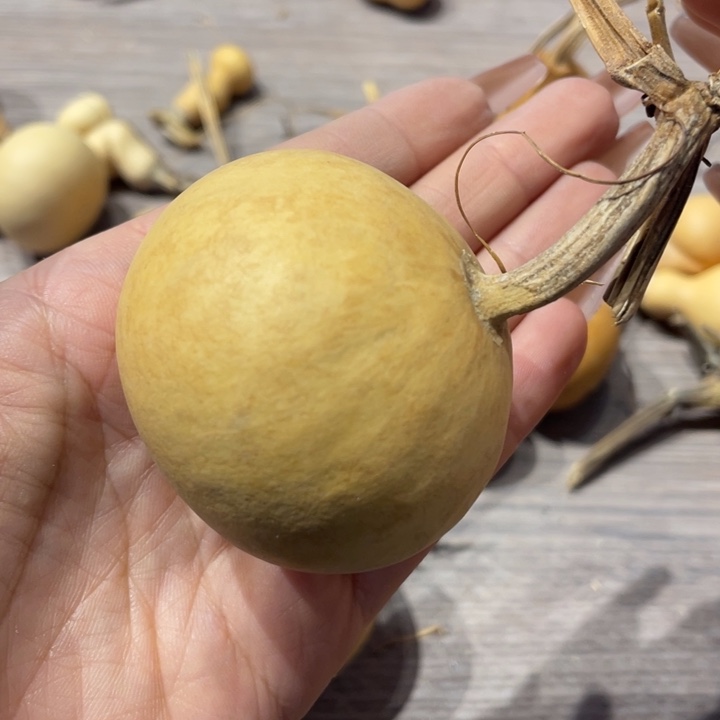 小**儿葫芦葫芦葫芦葫芦