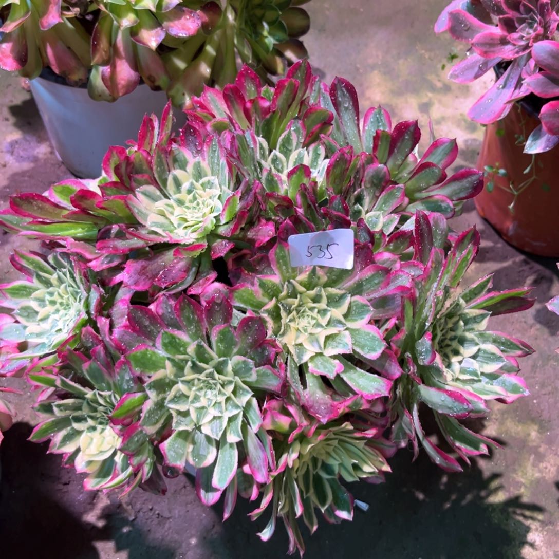 多肉植物天合 535
