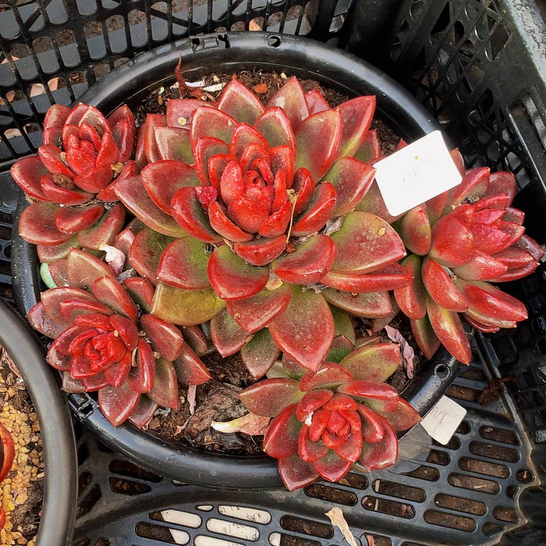 紫***菀   丰沛玫瑰多肉02023