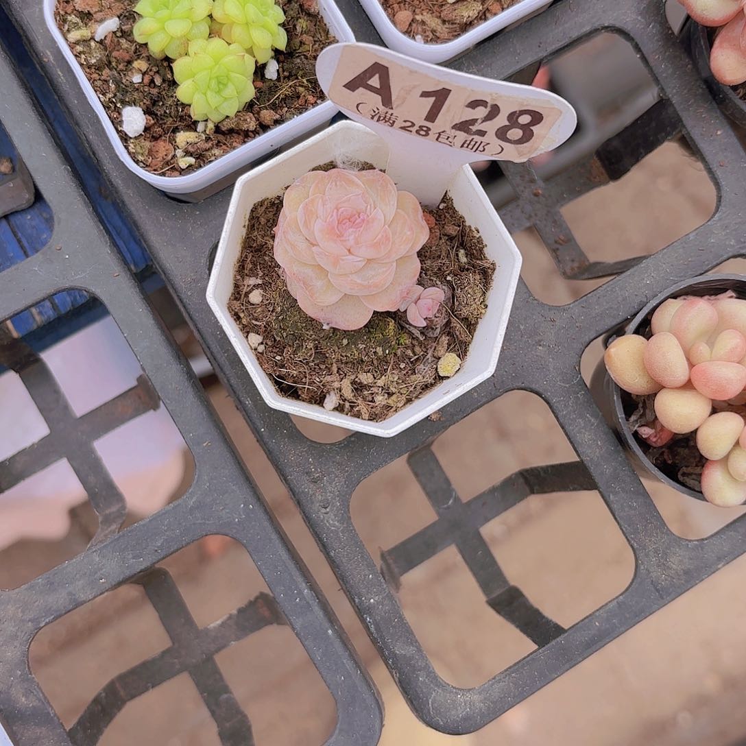 ?****?A128糖心一物一拍