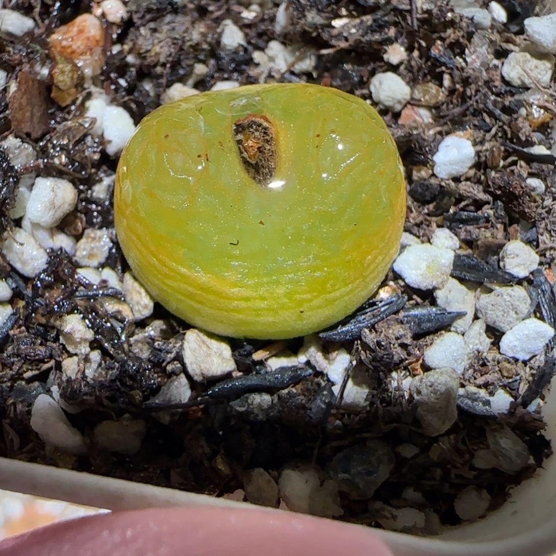 肉锥多肉植物百科6-701