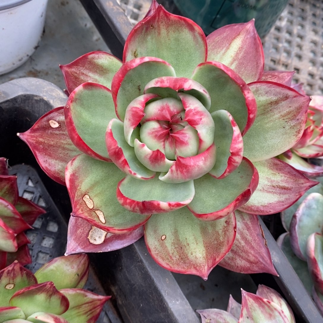 了***然        46。              