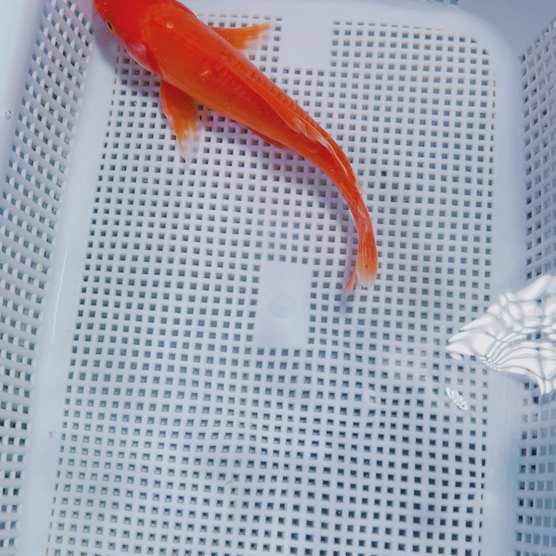 海水鱼锦鲤观赏鱼145