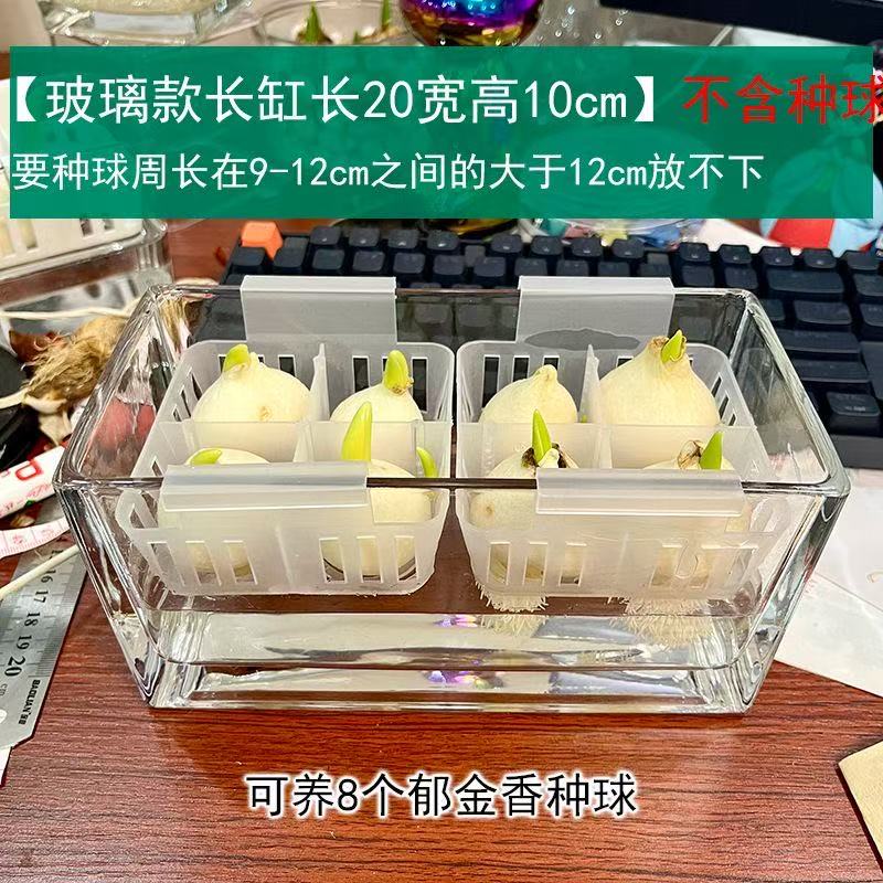 水培玻璃花盆郁金香水养花瓶水仙绿萝风信子植物透明器皿圆形直筒