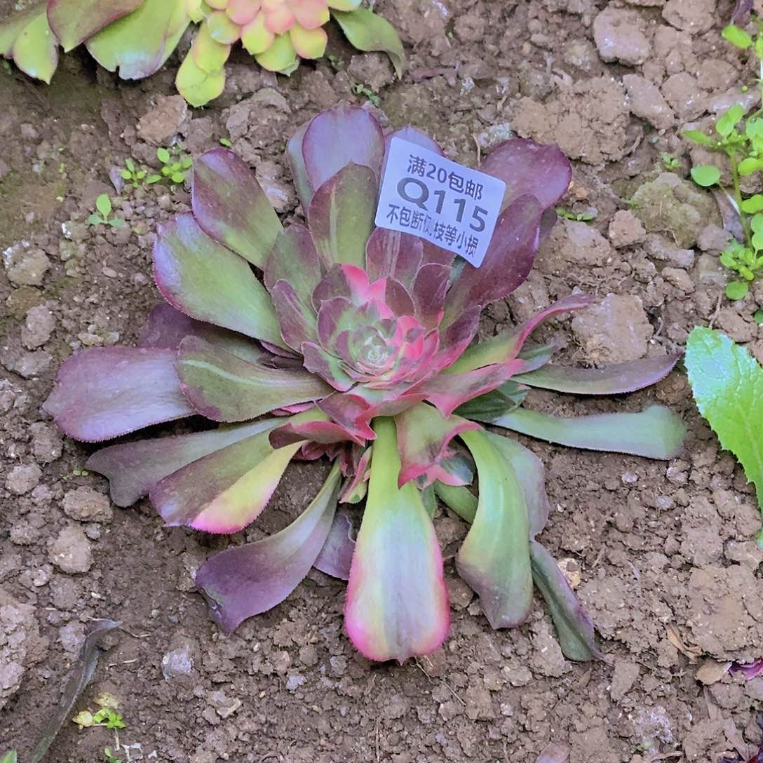 115绍羞七彩多肉法师锦