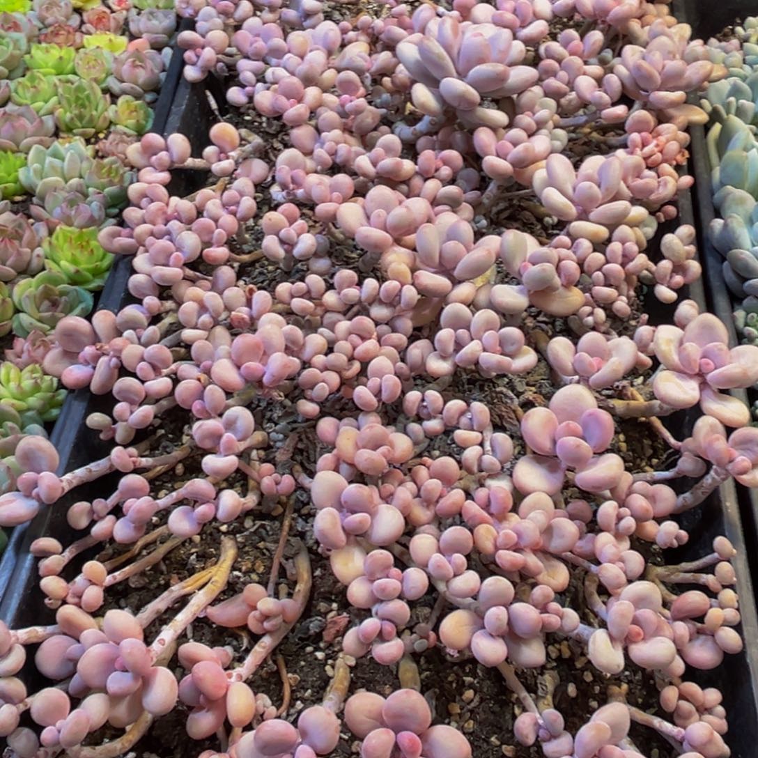 094多肉植物的生长发育和