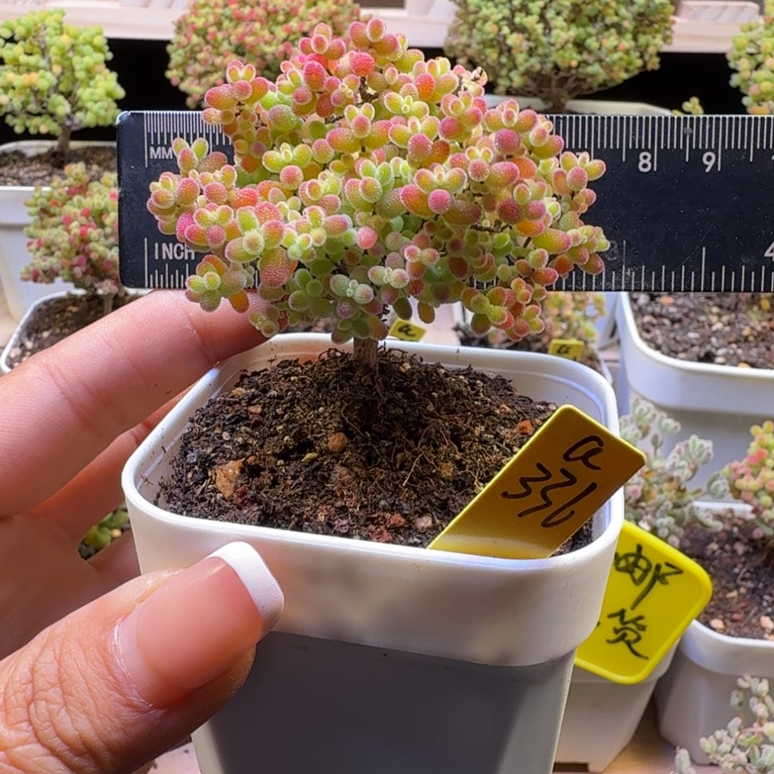 a206号蜜橘冠服6厘米左右