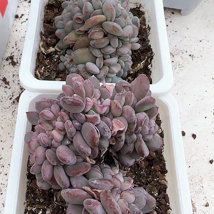 颜*青蛙王子儿童洗发111