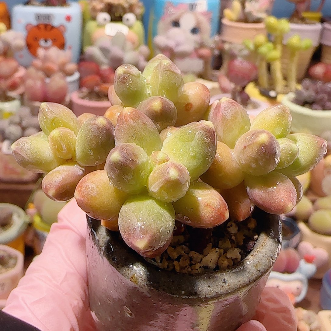 T天空美人锦盆口3.5cm