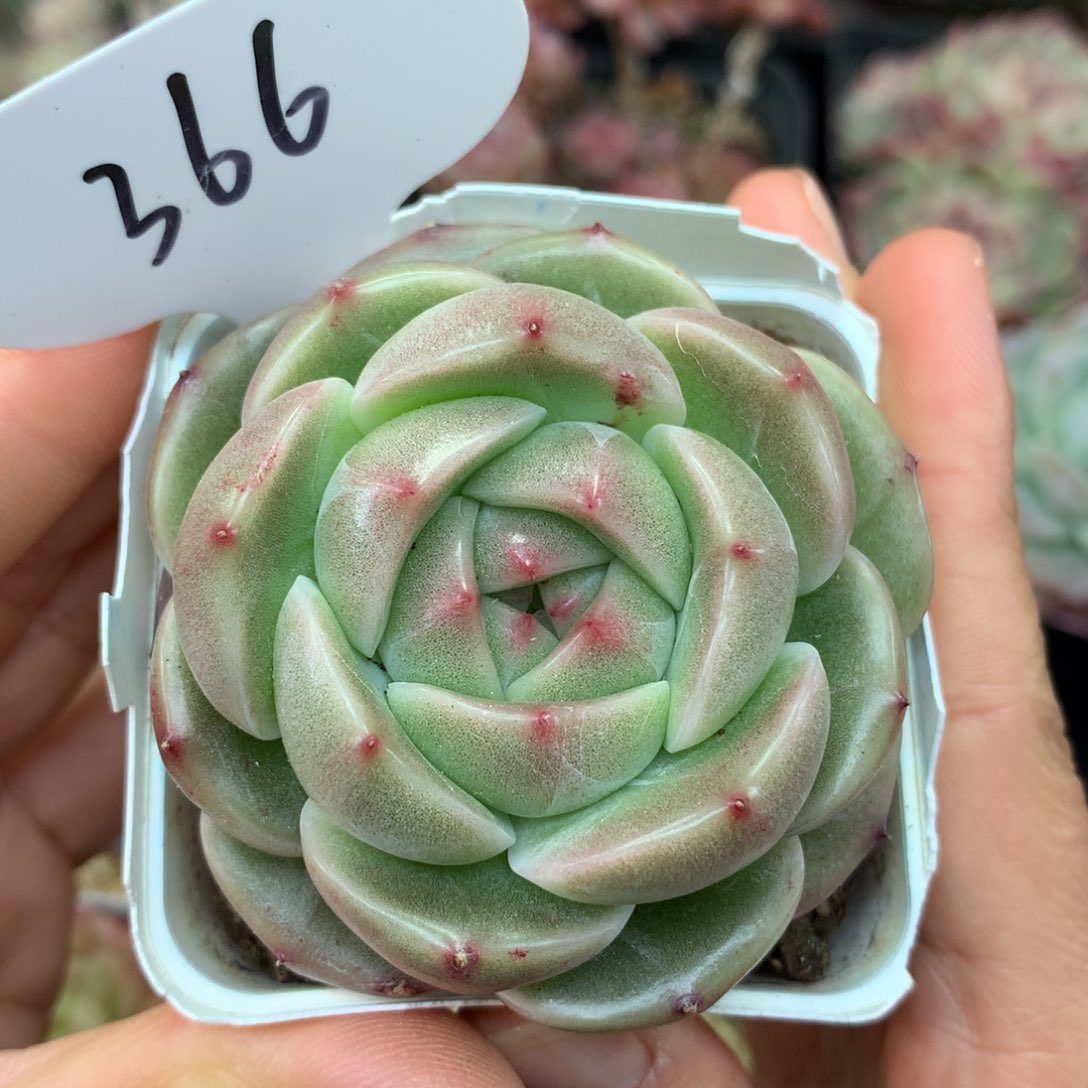 宽叶珍妮单头366