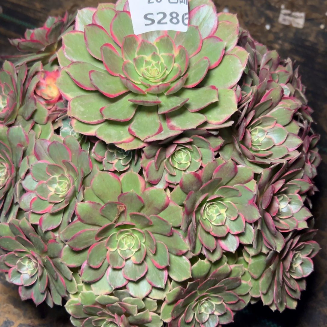 286夜宴，满20包邮