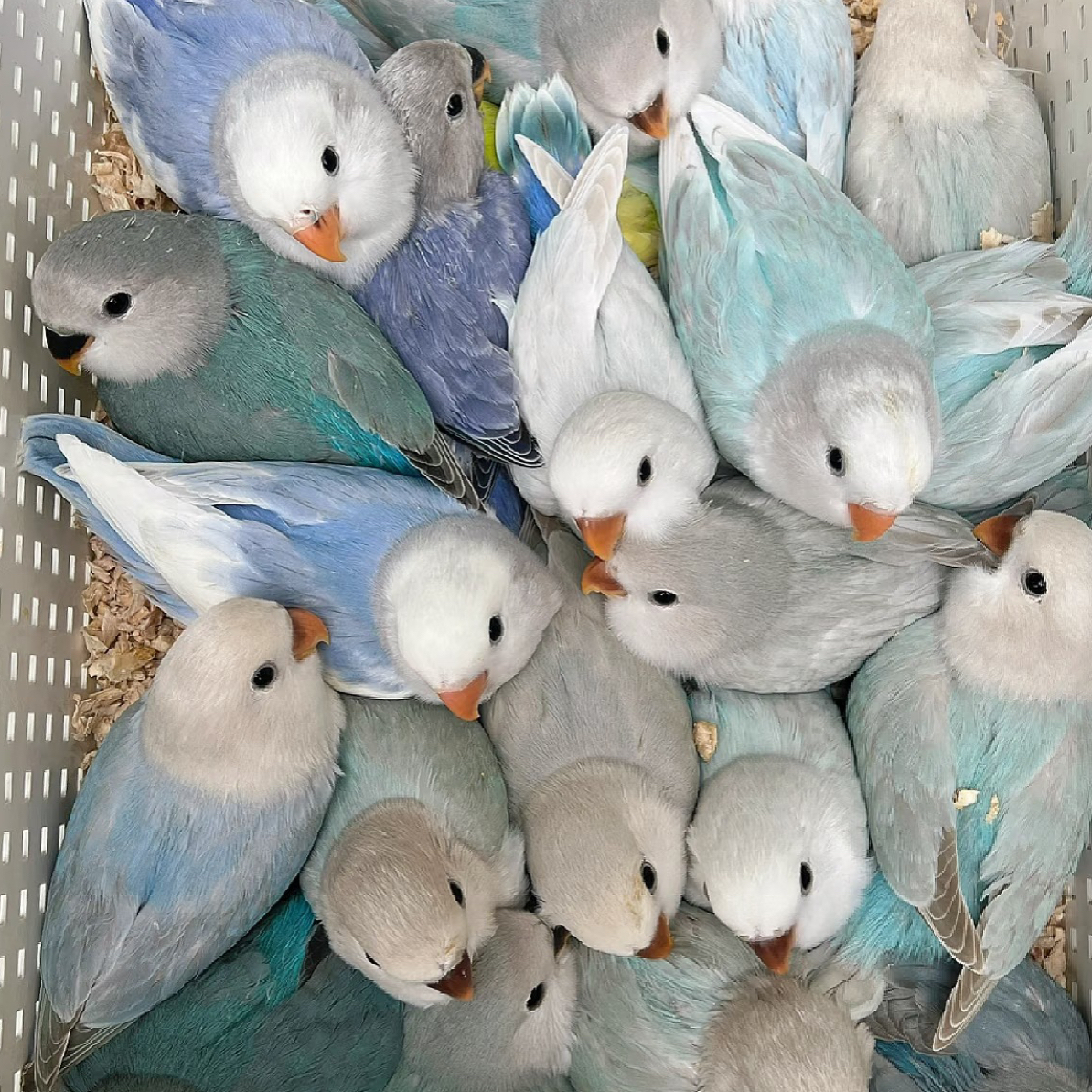 手养亲人活泼可爱牡丹鹦鹉活体半毛雏幼鸟观赏佳选