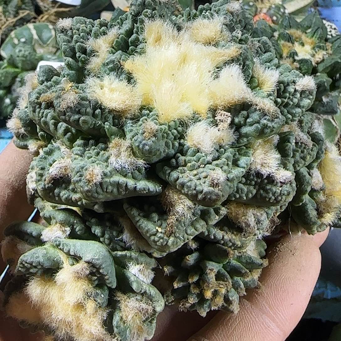 龟甲群头341仙人球开花
