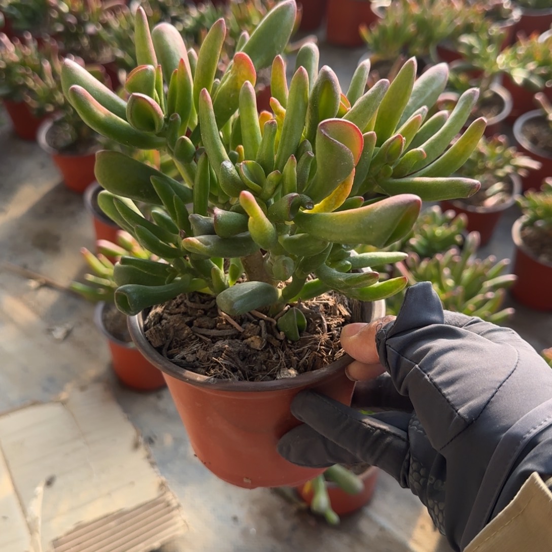 无花朵吸财树老桩