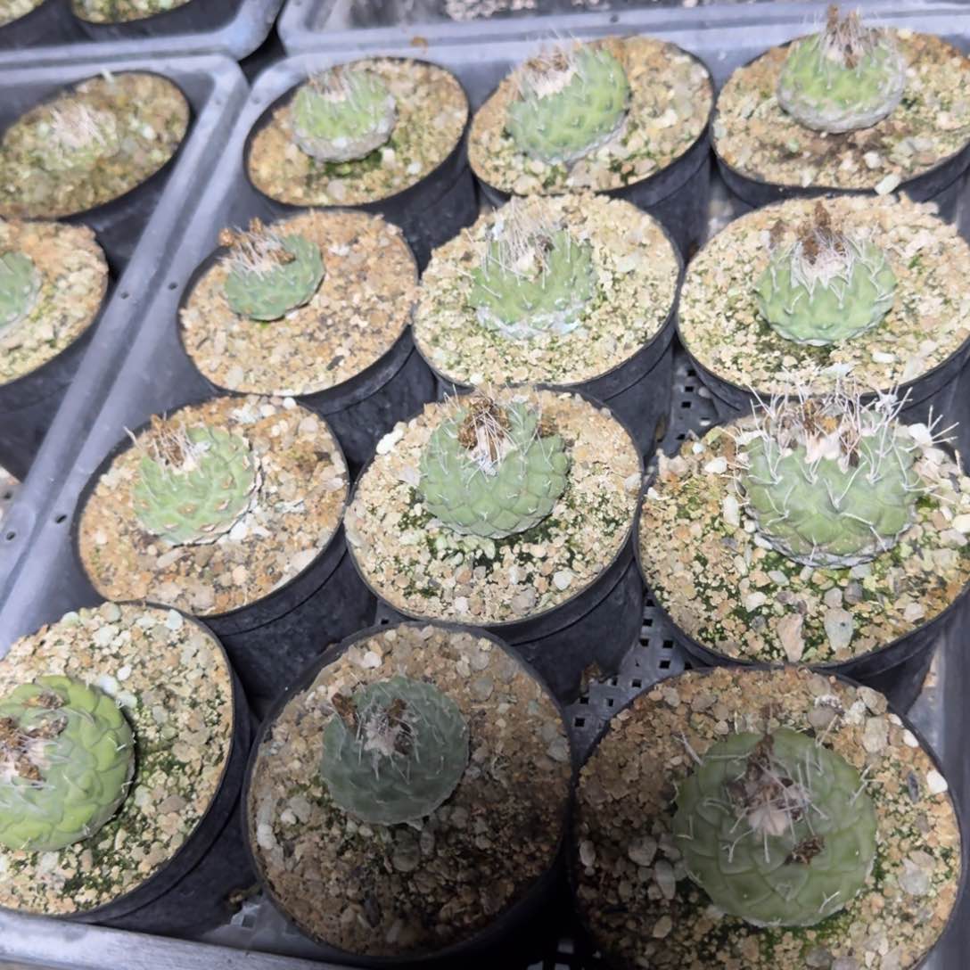 菊水实生多肉植物量拍