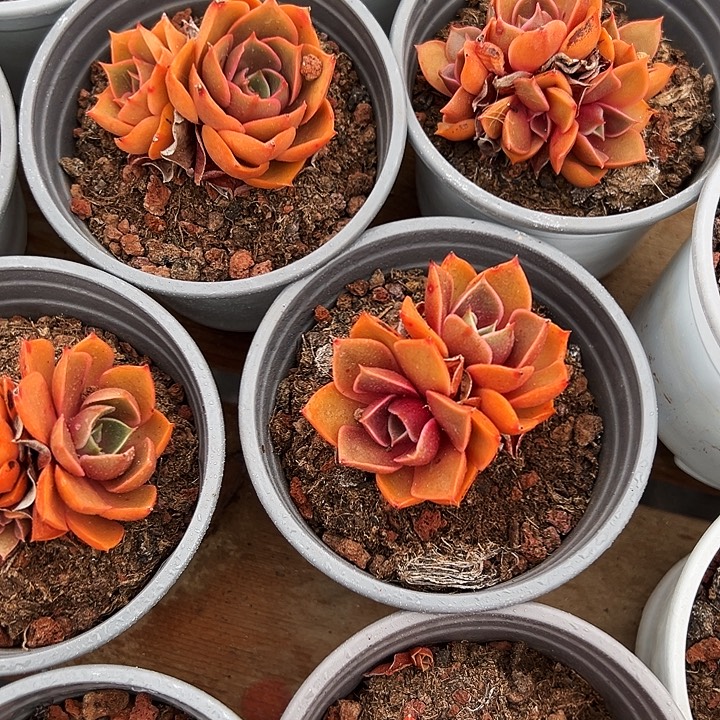 小的           红灯 群