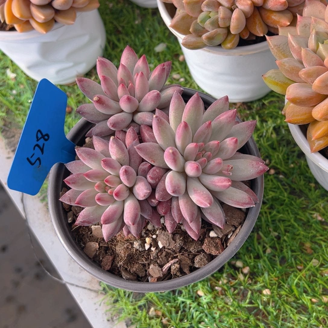 香玉等多种名贵的产品和