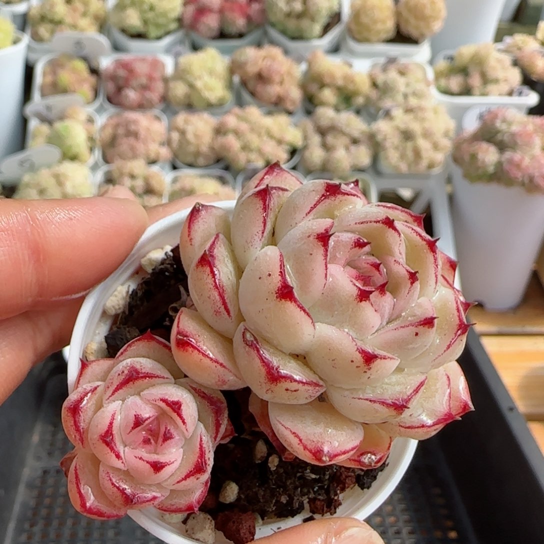 【闪购商品】0225-95边线包子