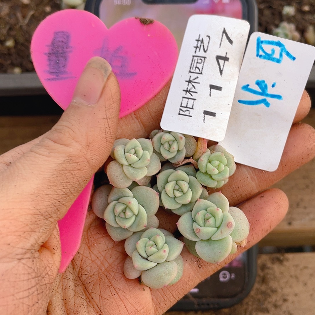 量拍多肉植物多肉植物1147