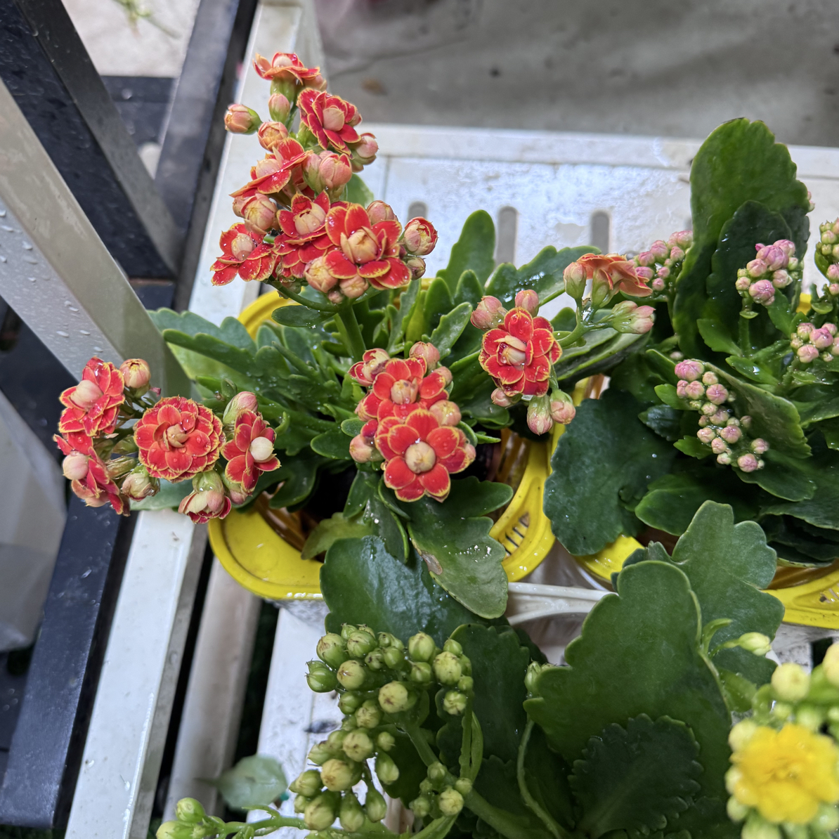 西藏包邮绿植3盆装长寿花