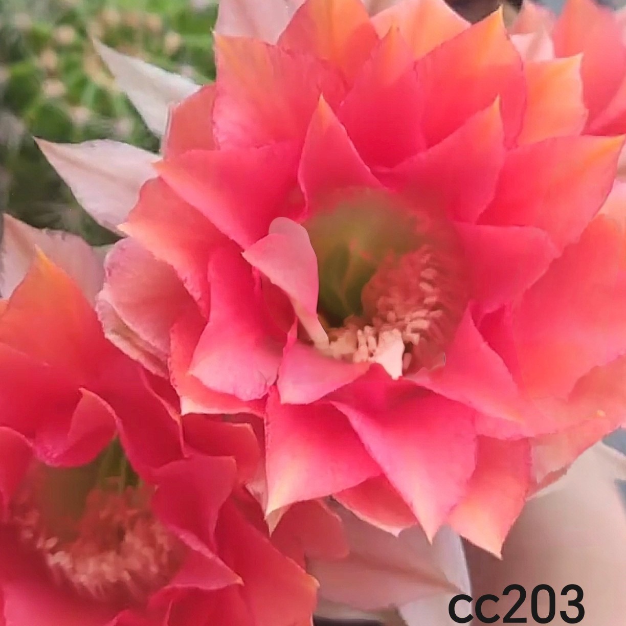 新品彩草侧芽歪203 ，净化空气，满28米包邮非偏远