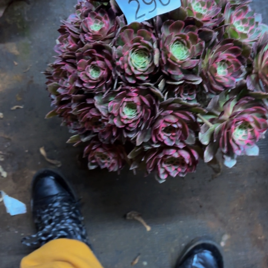 K***1哈哈多肉葡萄福利来290