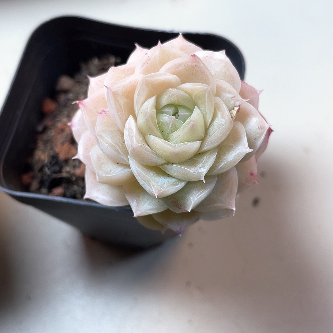 优选62号女王8553