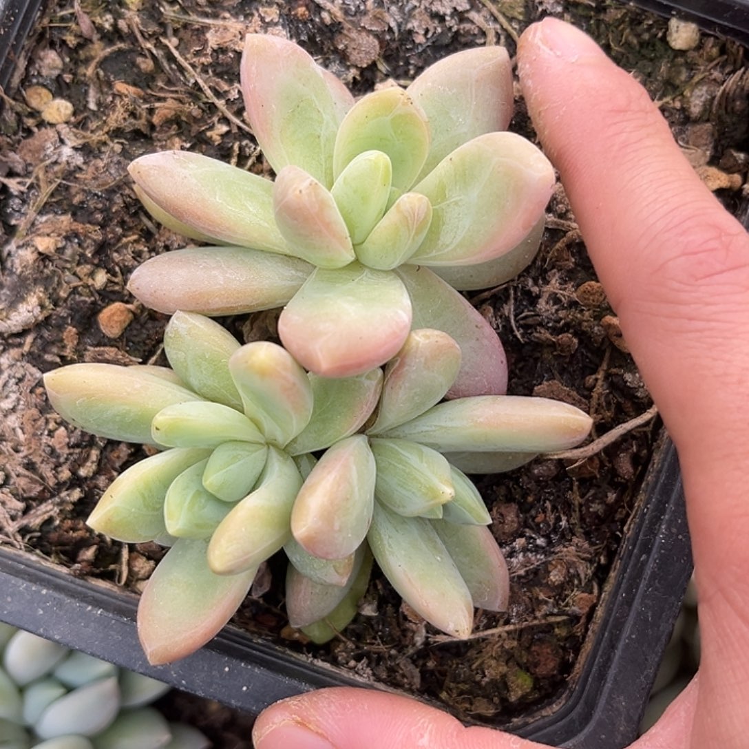 三头朵唯奇 尺寸8