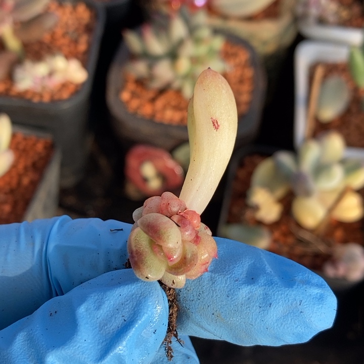 糖心石化锦多肉植物呀小