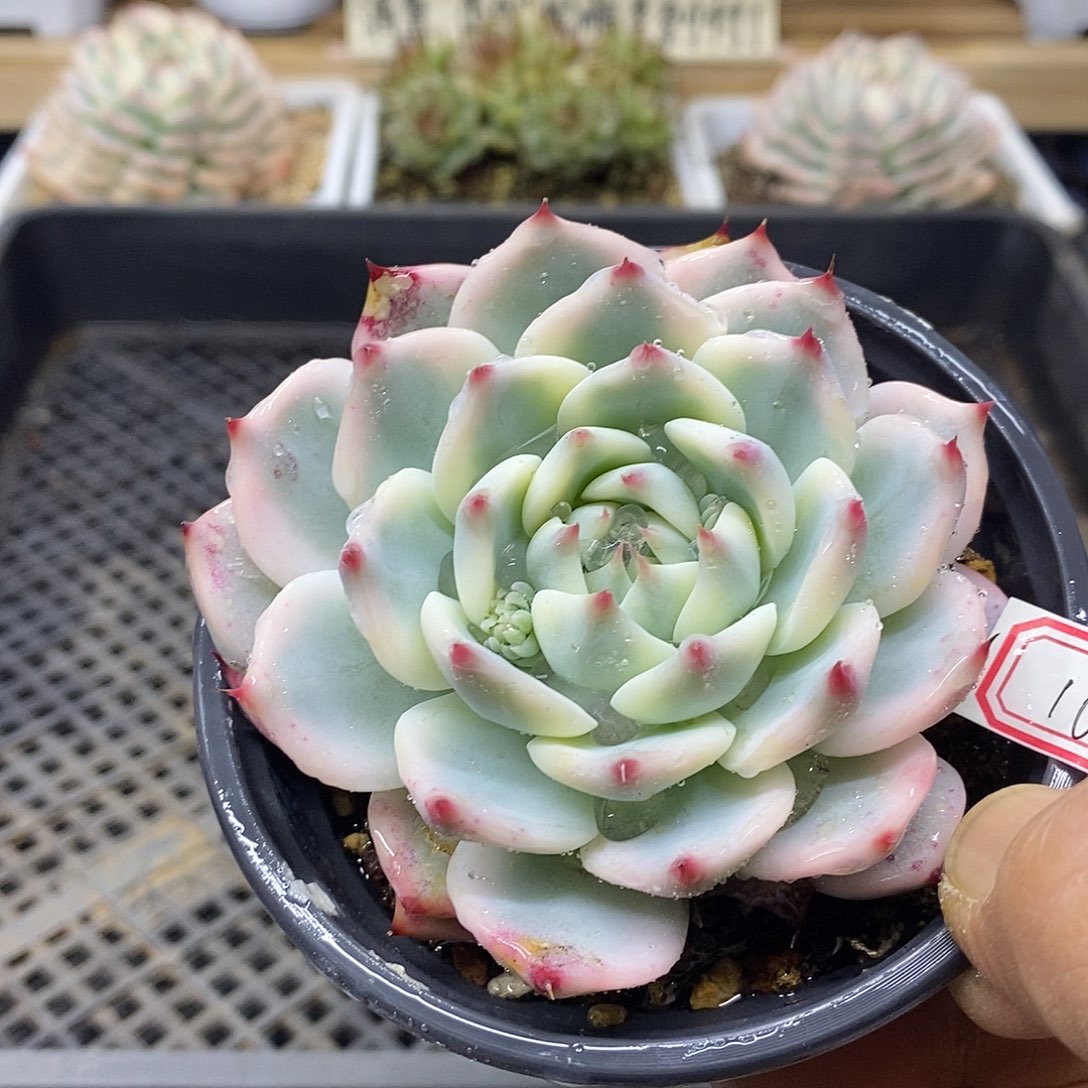 2516 吉娃娃宽叶宽覆轮锦 微瑕 需延时发货