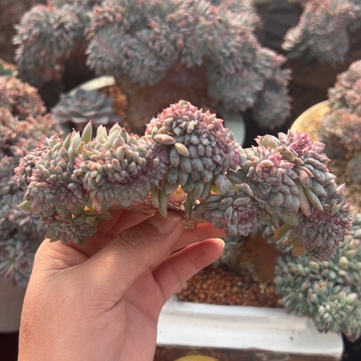 新年快乐新年快乐