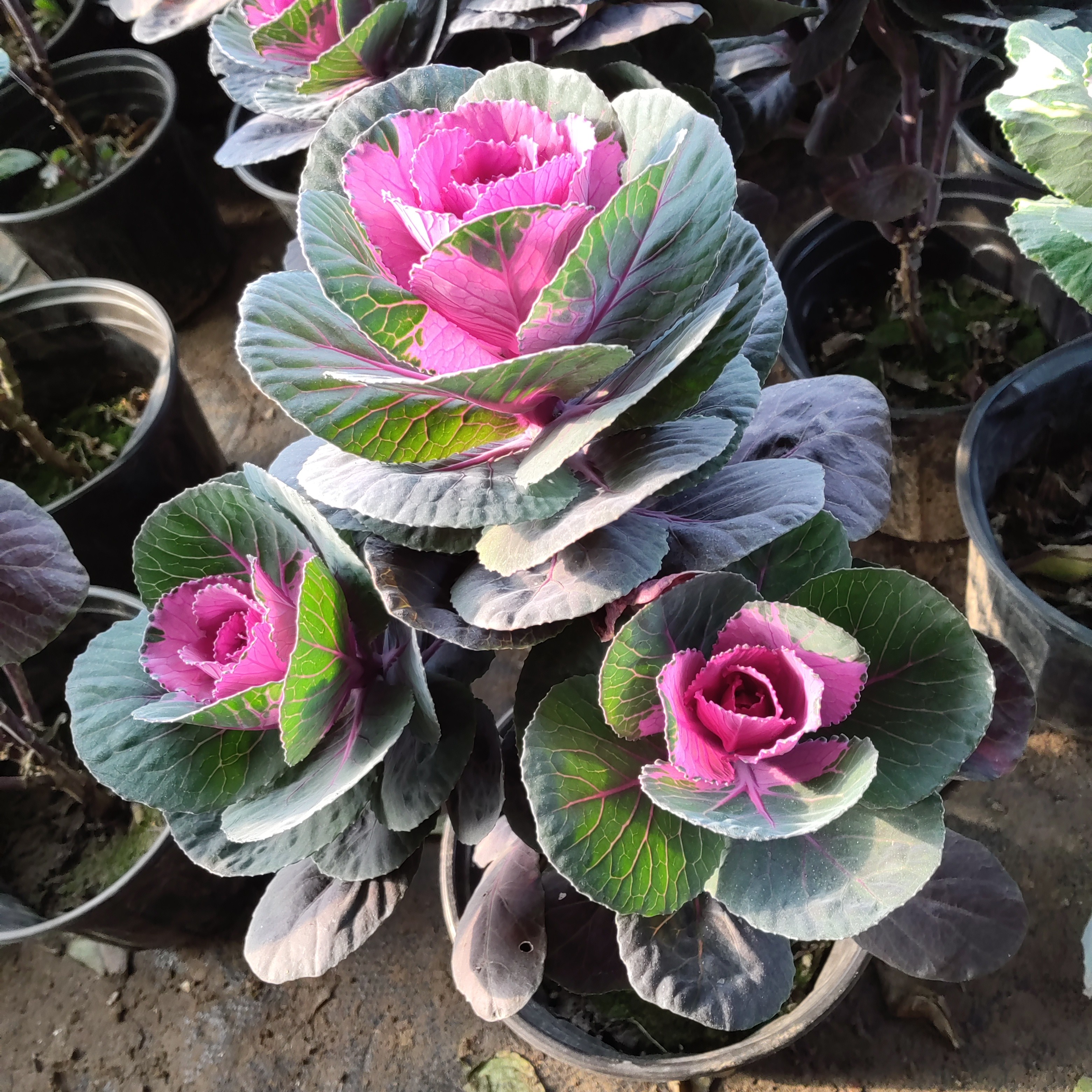 红华美(紫红色玫瑰花绿植型)三个花头