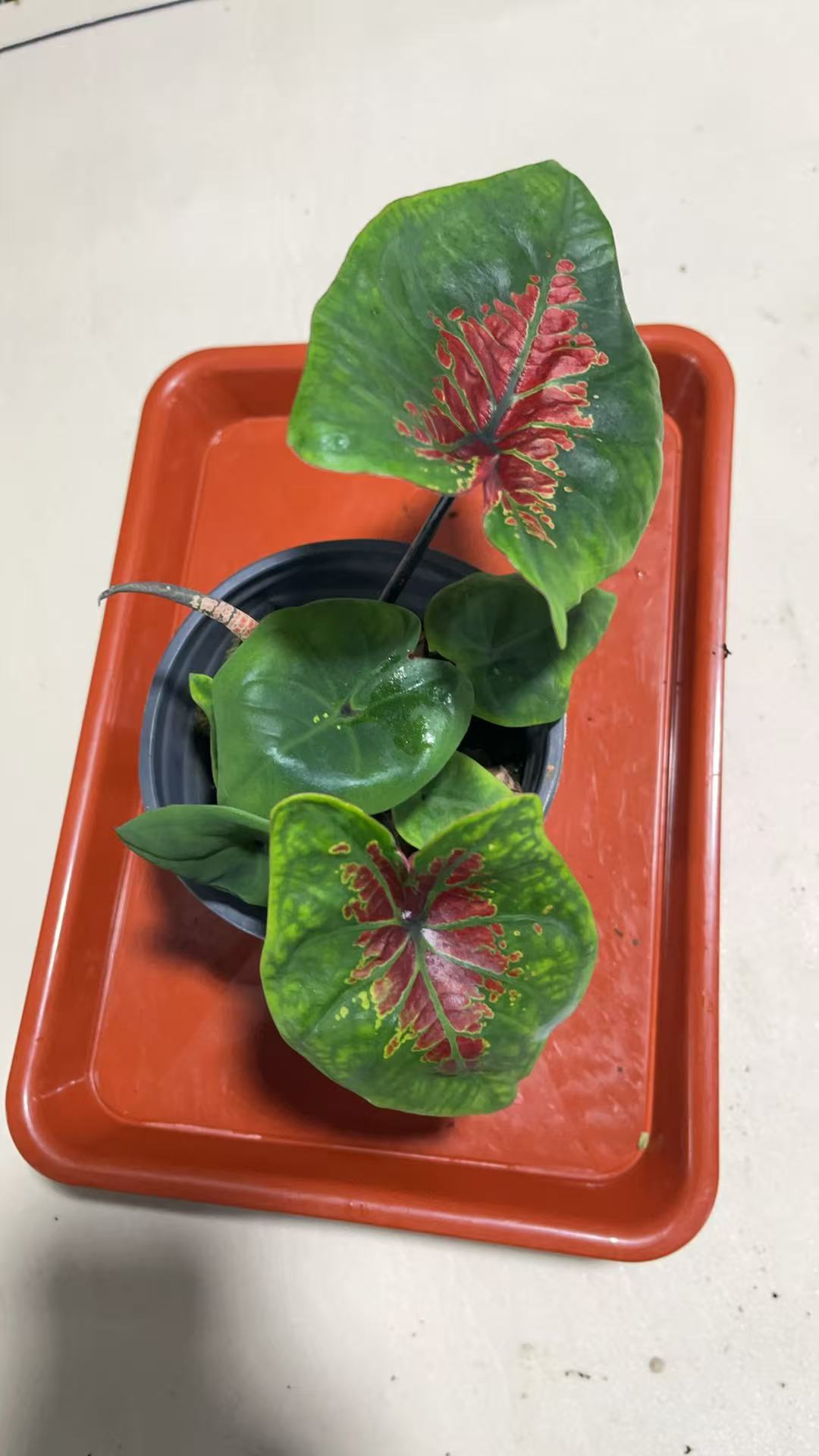 孙先生的花园（马塞尔）