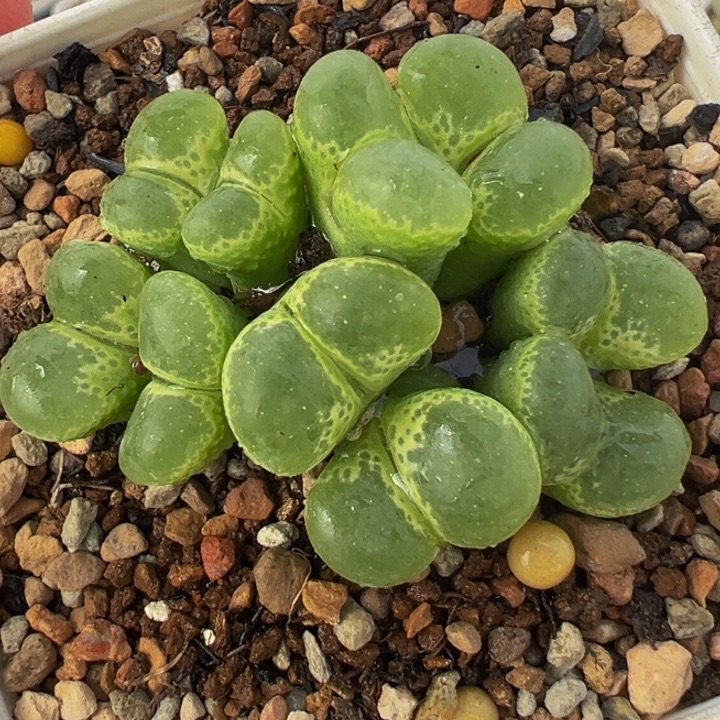 081多肉植物种类多样