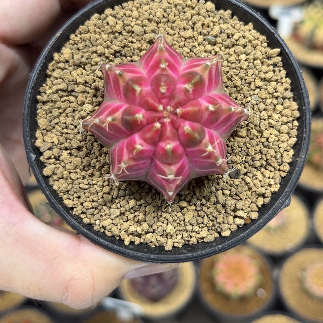 实生皇室基因龟甲轮回