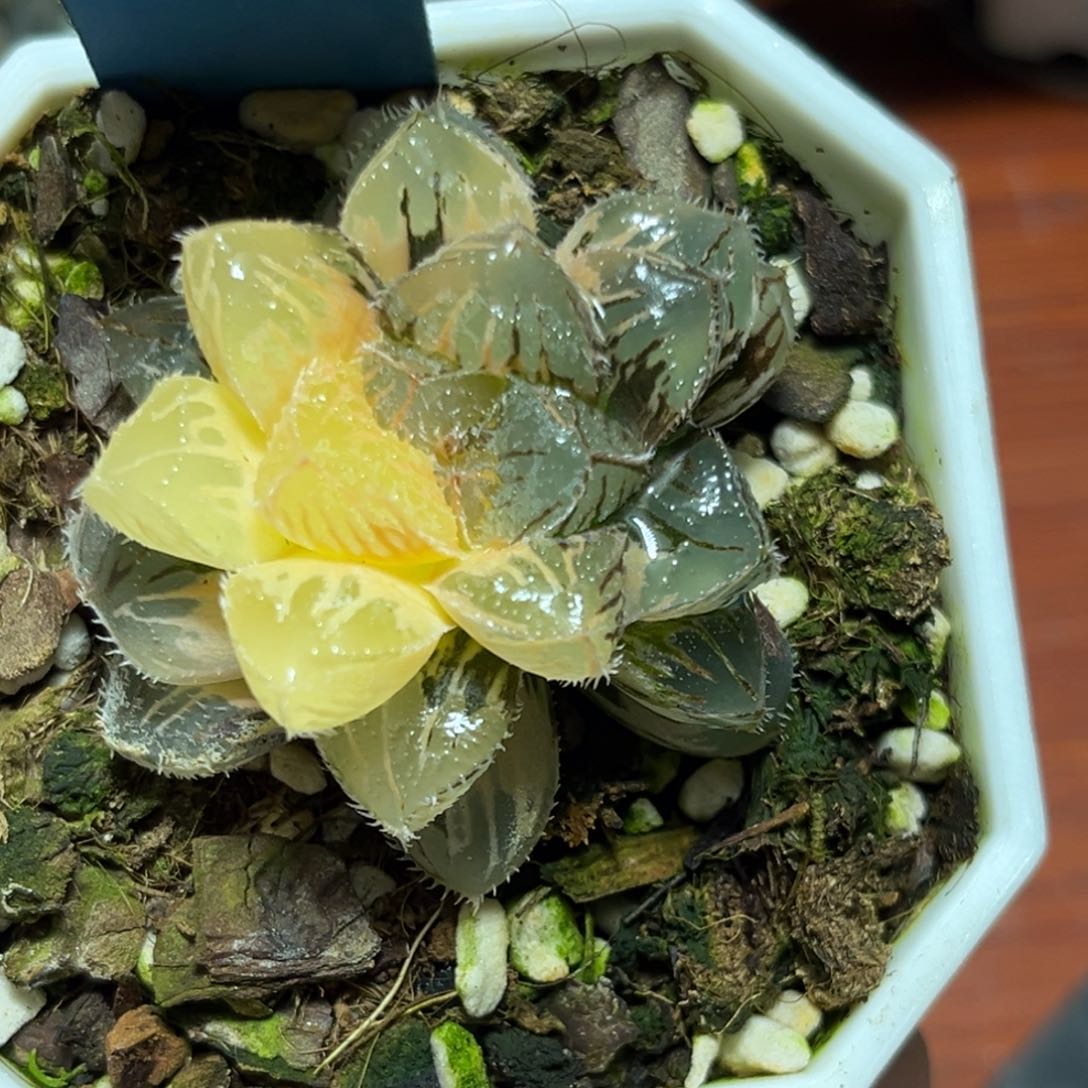 恭喜发财大吉大利0130粉黛