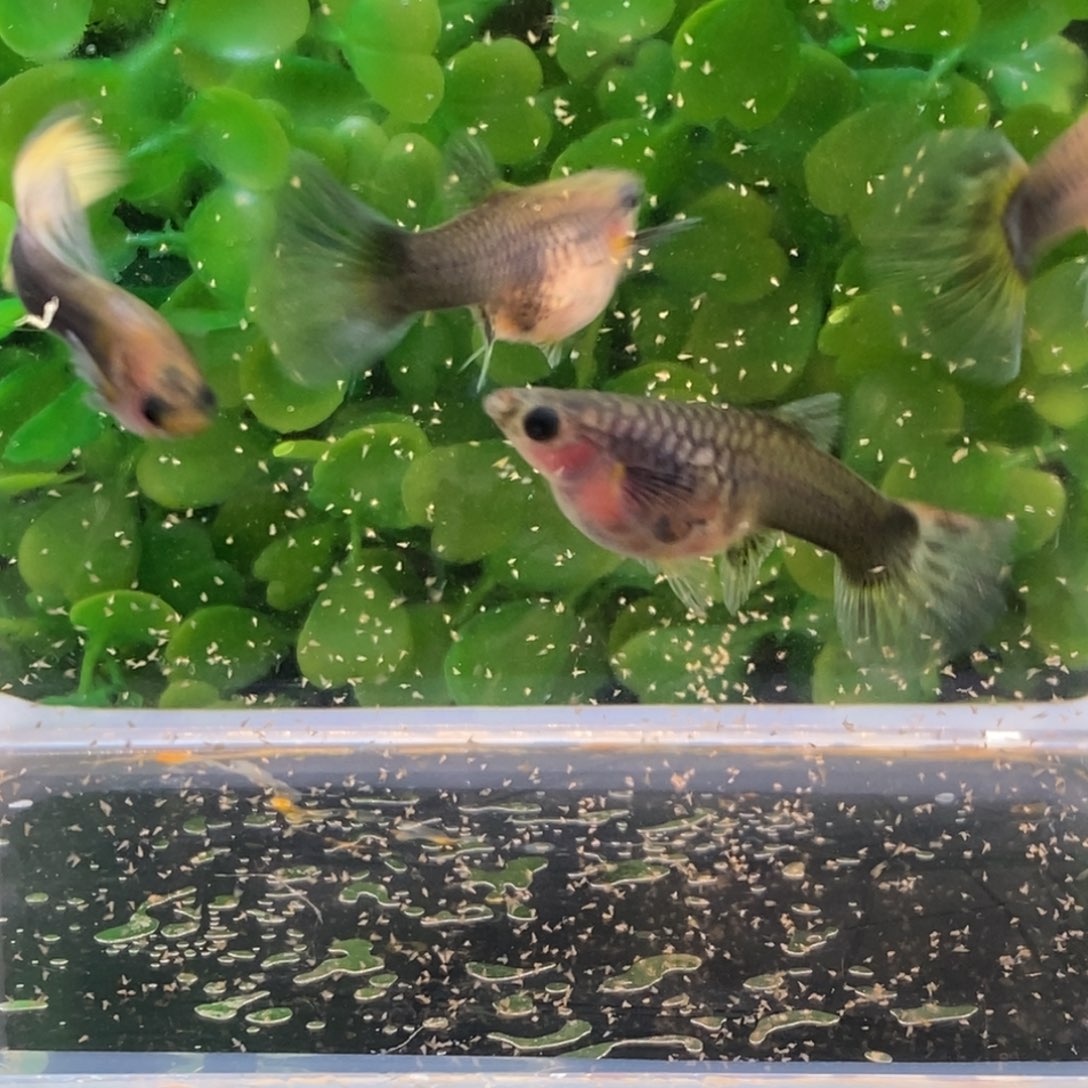 孔雀鱼黄礼服玻璃猫一公三母