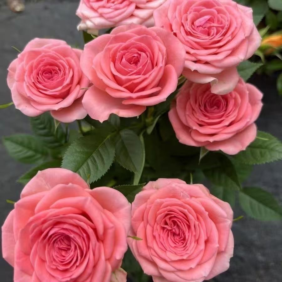 【仙度瑞拉】月季带花苞发货 四季开花