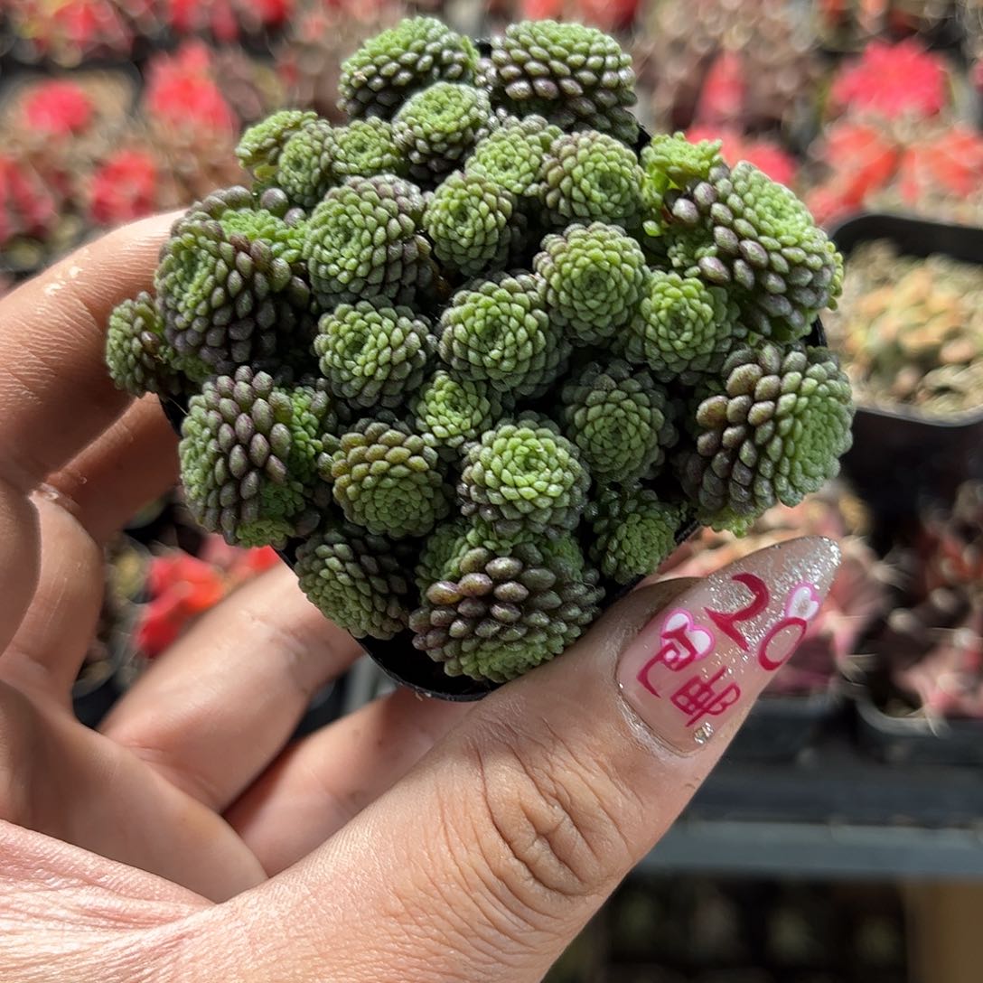 瑞典魔南单头发货有根发货