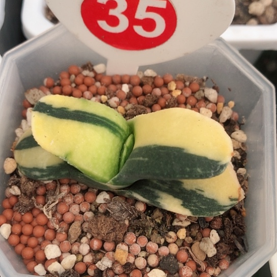 实生蜗牛锦带盆发货