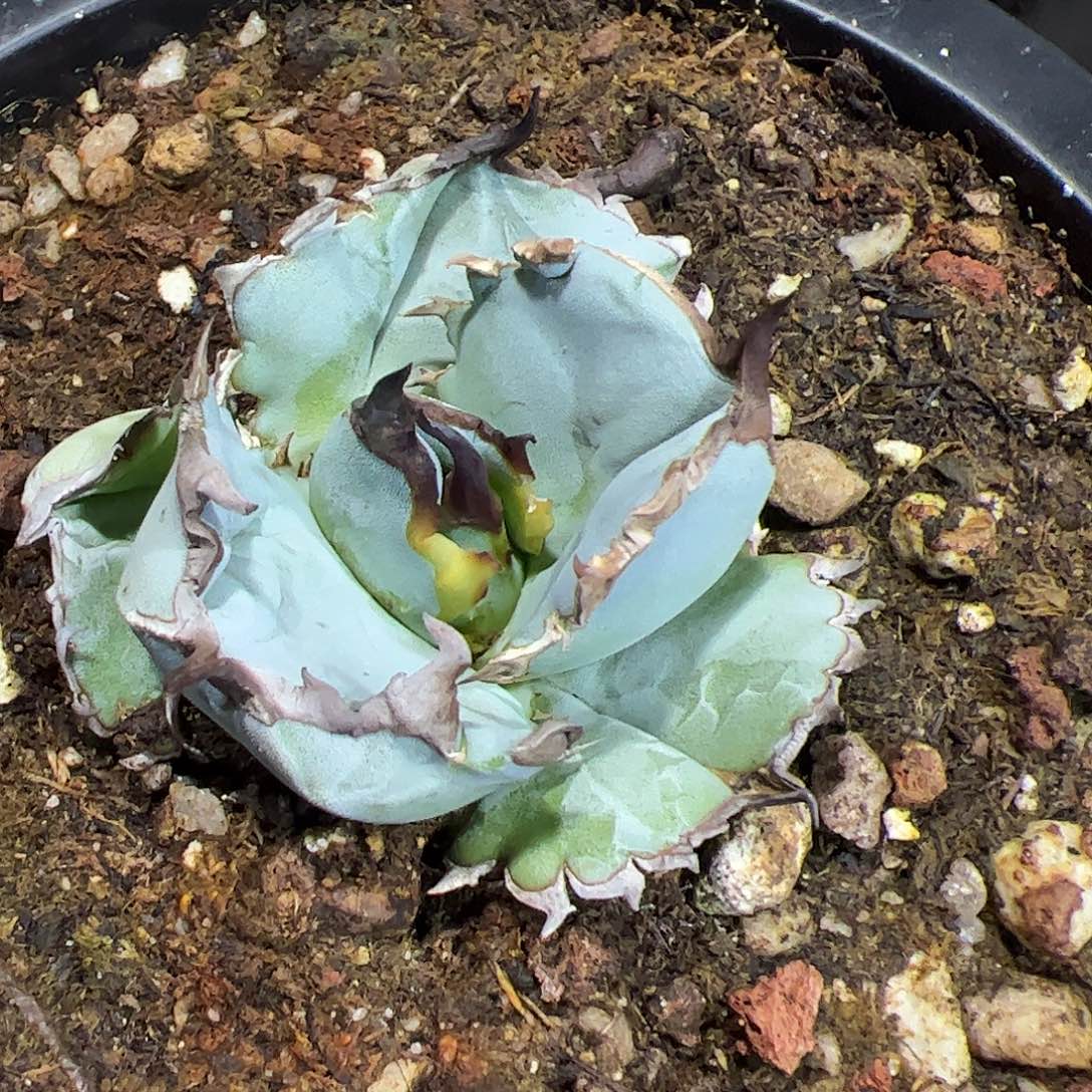 蓝肌实生龙舌兰仁王冠顶芽