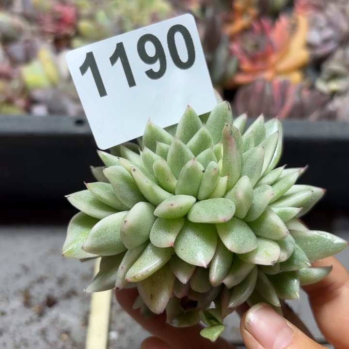 多肉植物满18包邮当场凑单