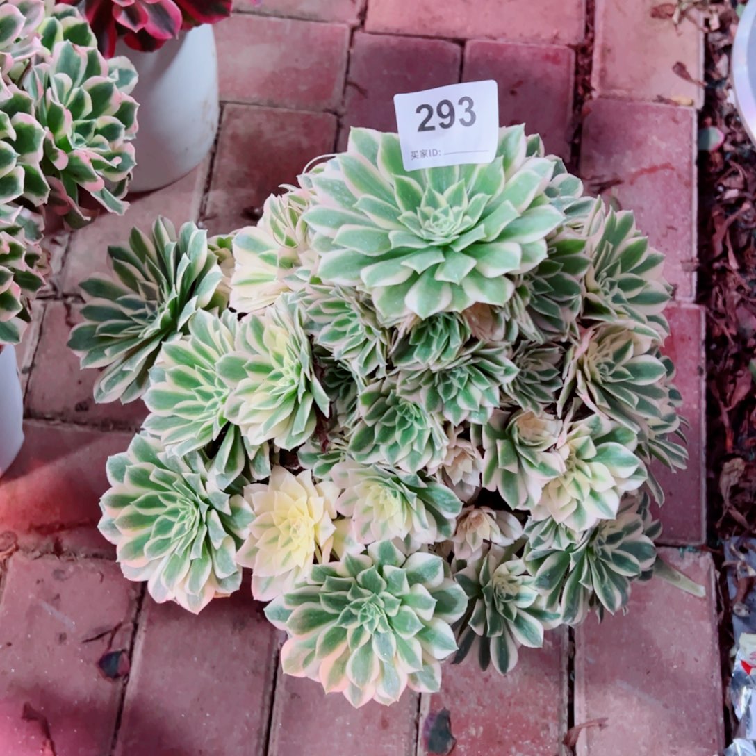 293芳华法师多肉植物