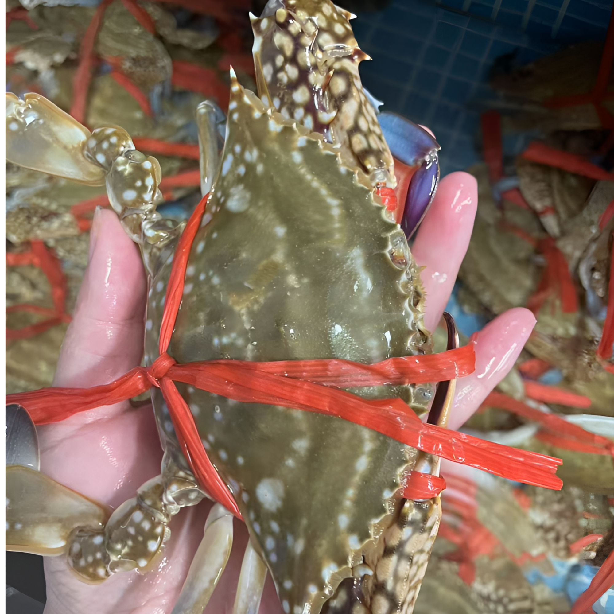 【鲜活】湛江梭子蟹 （3.5两左右/只，175g左右/只）  【保鲜不保活】[在途过程中可能会出现缺氧情况，介意忽拍]