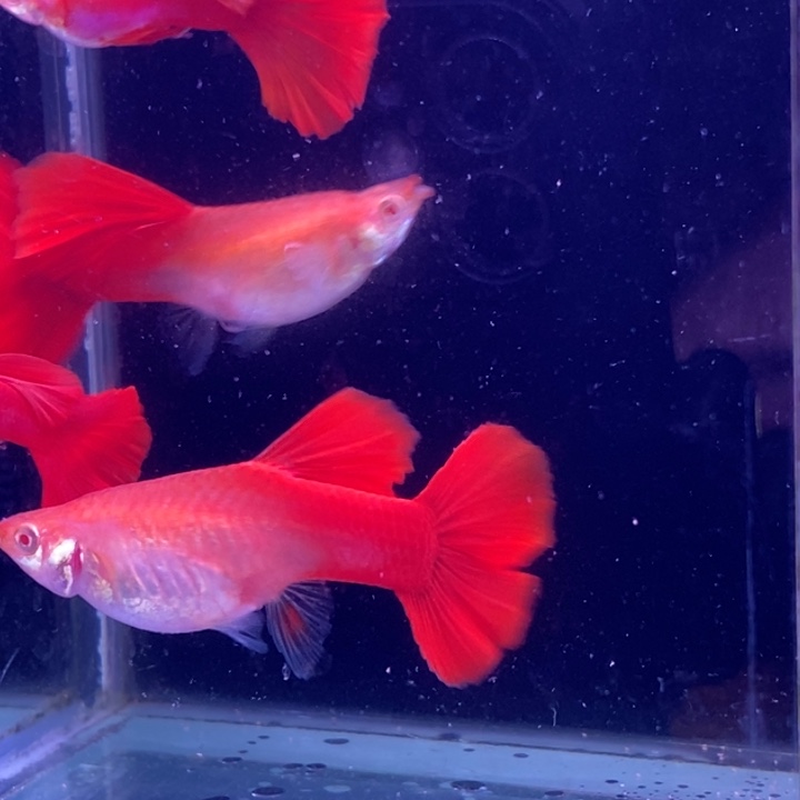 孔雀鱼通背血红2对孔雀