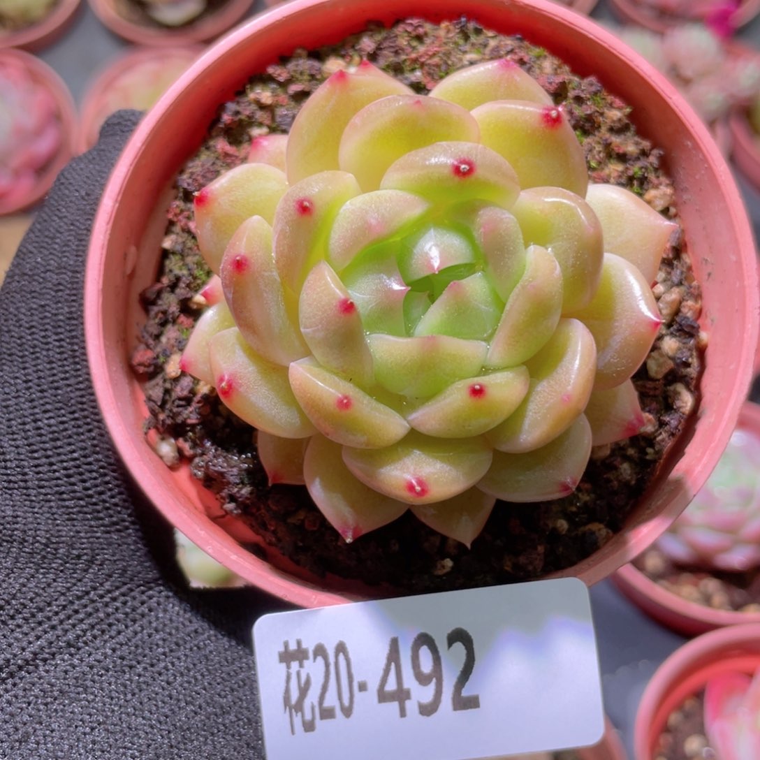 花利美20-492新品