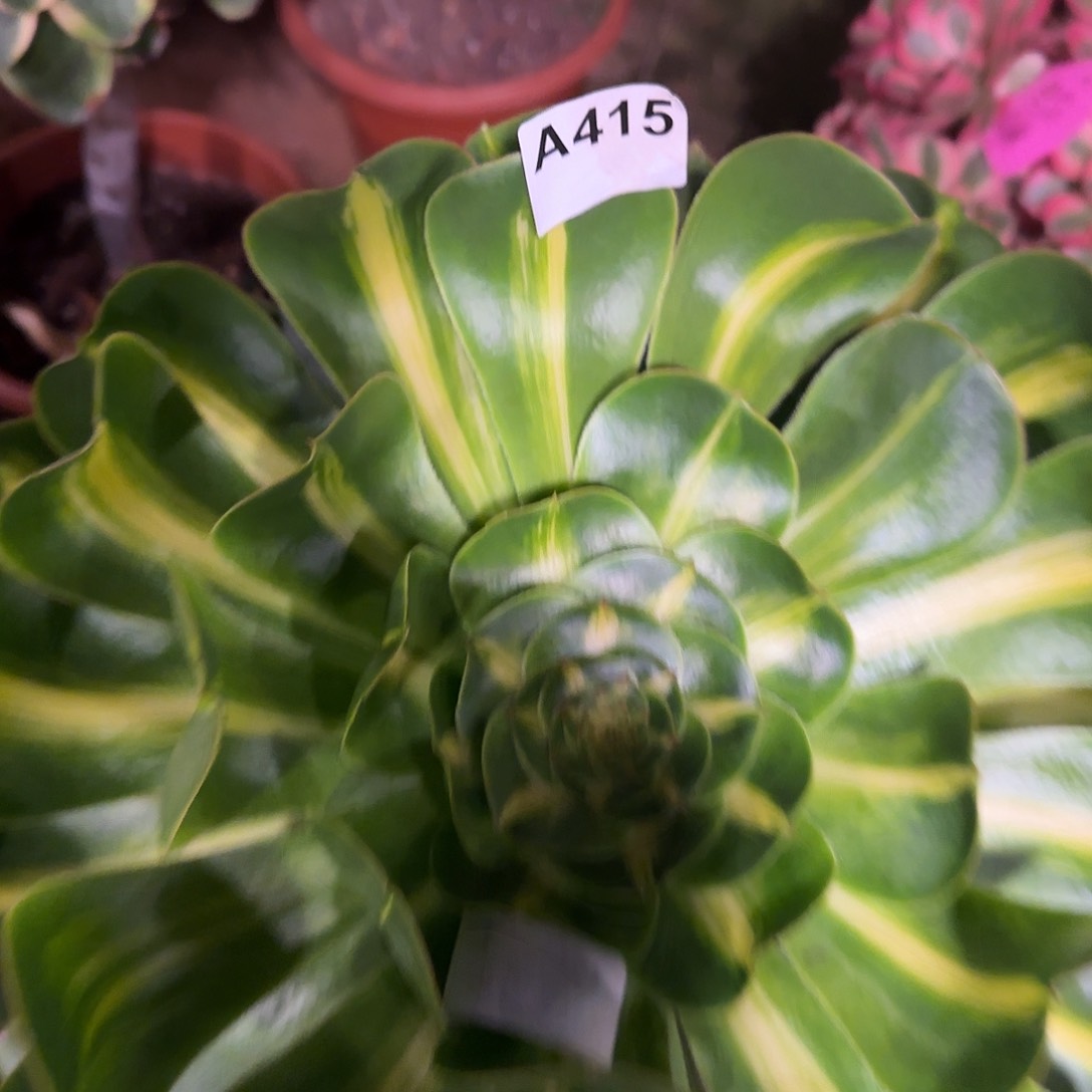 多肉植物暴君415