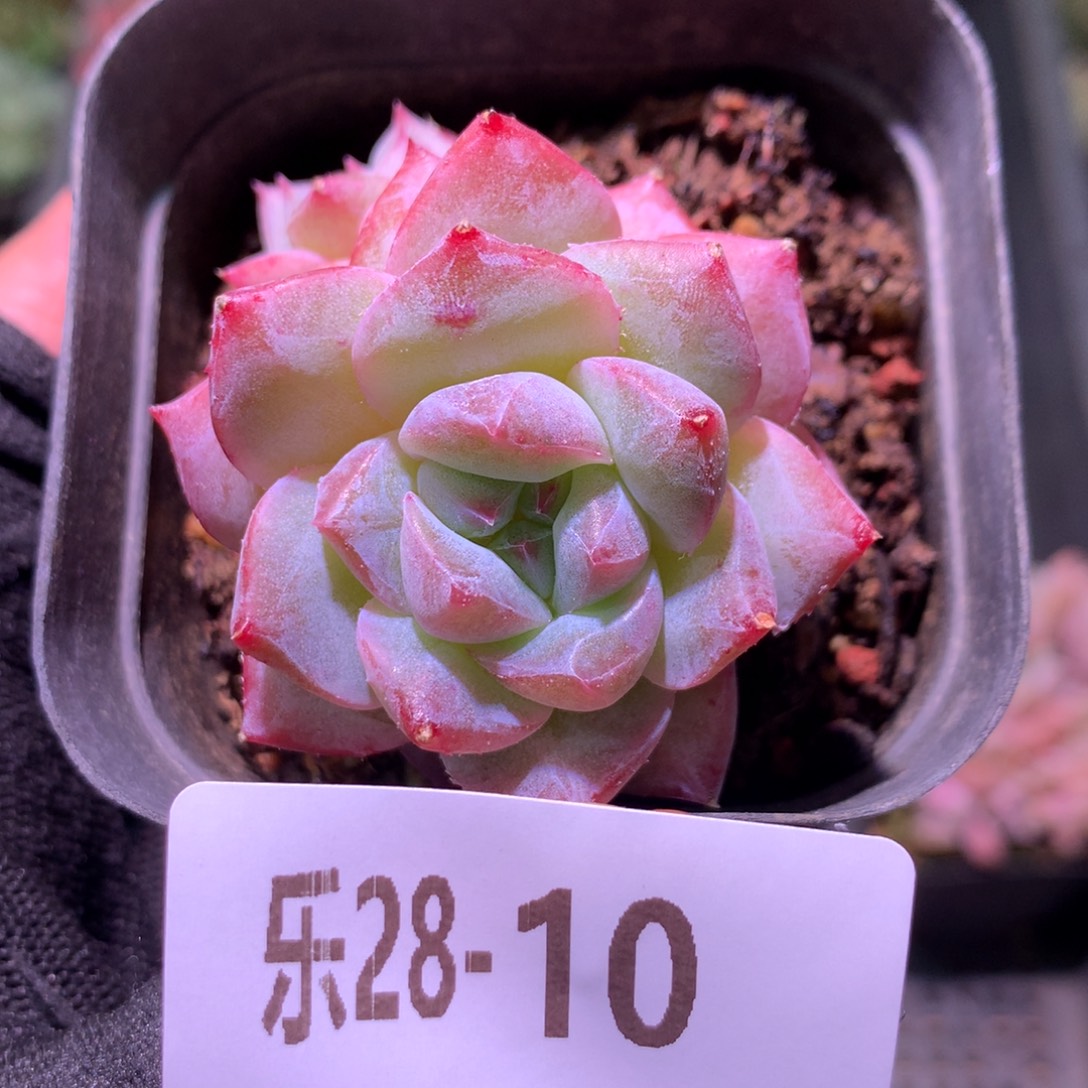 乐然28-10 粉钻带仔